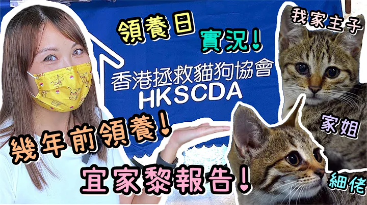 《 領養日實況 》我家主子又係點返黎？愛護動物 ｜不棄養｜流浪動物｜寵物｜Cat Adoption Day ｜香港拯救貓狗協會 ｜ HKSCDA ｜貓奴 - 天天要聞