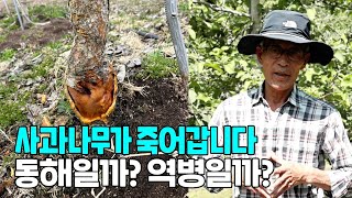 사과나무가 죽어갑니다. 동해일까? 역병일까?