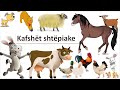 Kafshet shtepiake | 3D Animation