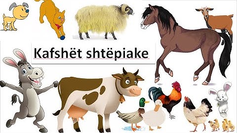 Kafshet shtepiake | 3D Animation