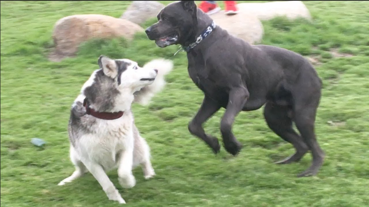 Energetic Cane Corso 