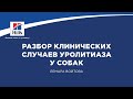 Вебинар на тему: “Разбор клинических случаев уролитиаза у собак”. Лектор - Лемара Войтова.