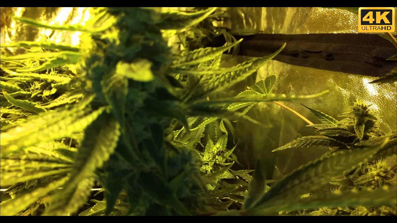 Chem4 OG Week 5 Flowering (Day 35) Hydro/Scrog