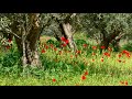 Poppies and olive trees