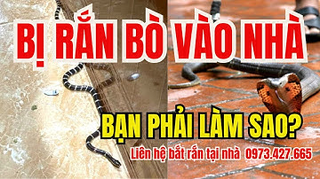 Cách Xử Lý Khi Rắn Bò Vào Nhà - Mẹo Đuổi Rắn Hiệu Quả Cho Bạn