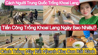  Hôm Nay Ba Chồng Trung Quốc Trồng Khoai Langdâu Việt Vội Vàng Xuống Phụ Nhưng Không Ngờ?