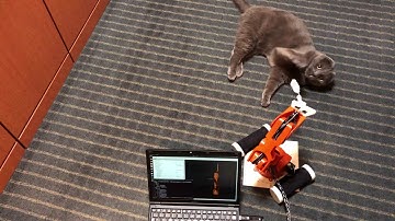 Cat teaser by Arduino Braccio Robotic Arm with ROS MoveIt!