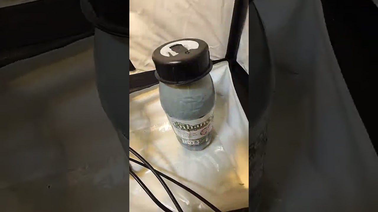 shaggygrower.v2 - Into a @budboxgrowtents for flowering  Fed with @shogunfertilisers + @tnbnaturals