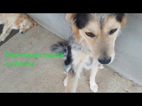 Video: Cum Să Vă Examinați Câinele Acasă