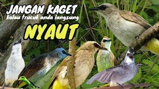 Download Lagu Pancingan Untuk Memancing Trucukan Yang Susah Ropel MP3