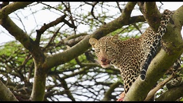Leopard Cub almost drops meal from tree!