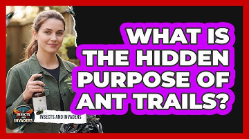 What Is The Hidden Purpose Of Ant Trails? - Insects and Invaders