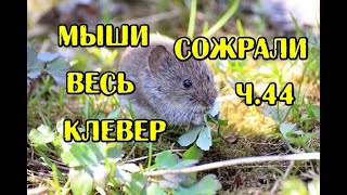 Ч.44 Мыши сожрали весь клевер под снегом