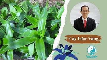 Cây Lược Vàng - Lợi ích và Cách sử dụng | Bs. Trần Văn Năm