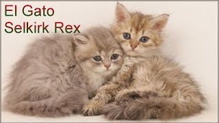 El Gato Selkirk Rex - Razas de gatos by NatureAndRelaxation 1,533 views 9 years ago 1 minute, 25 seconds