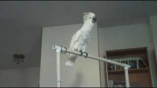 Cockatoo Dancing to 'Low Rider'