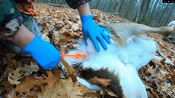 How to Field Dress Deer with BUTT OUT ( FAST N CLEAN)