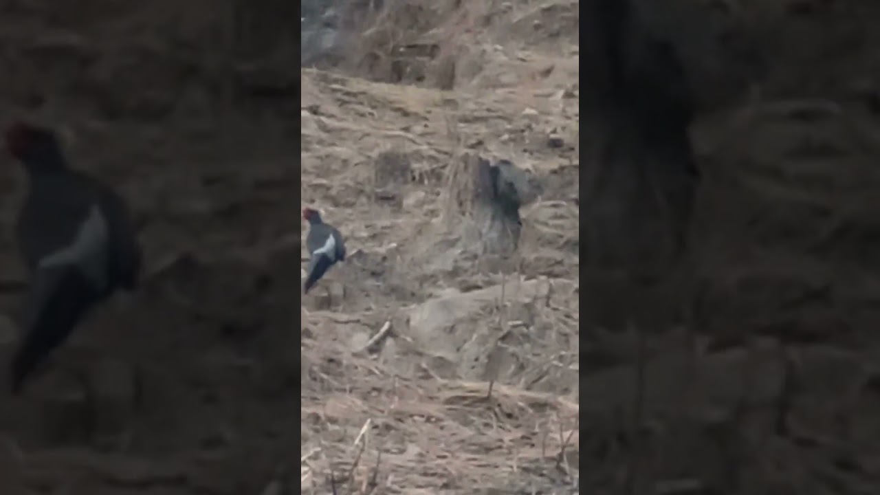 ye bird duniya ka sabse anokha bird hai