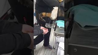 Worst Way To Obtain Urine Sample From Cat Tutorial #goodtoknow #vet #medicine #funfacts #lifehacks