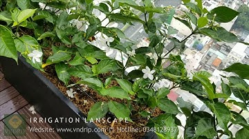 TƯỚI TỰ ĐỘNG SÂN THƯỢNG || HUNTER BTT || TƯỚI BAN CÔNG