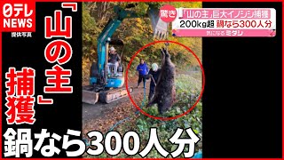 【驚き】巨大イノシシ捕獲  200kg以上…重機で運ぶ