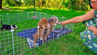 Собака ушла на пенсию родив напоследок своих лучших щенков!