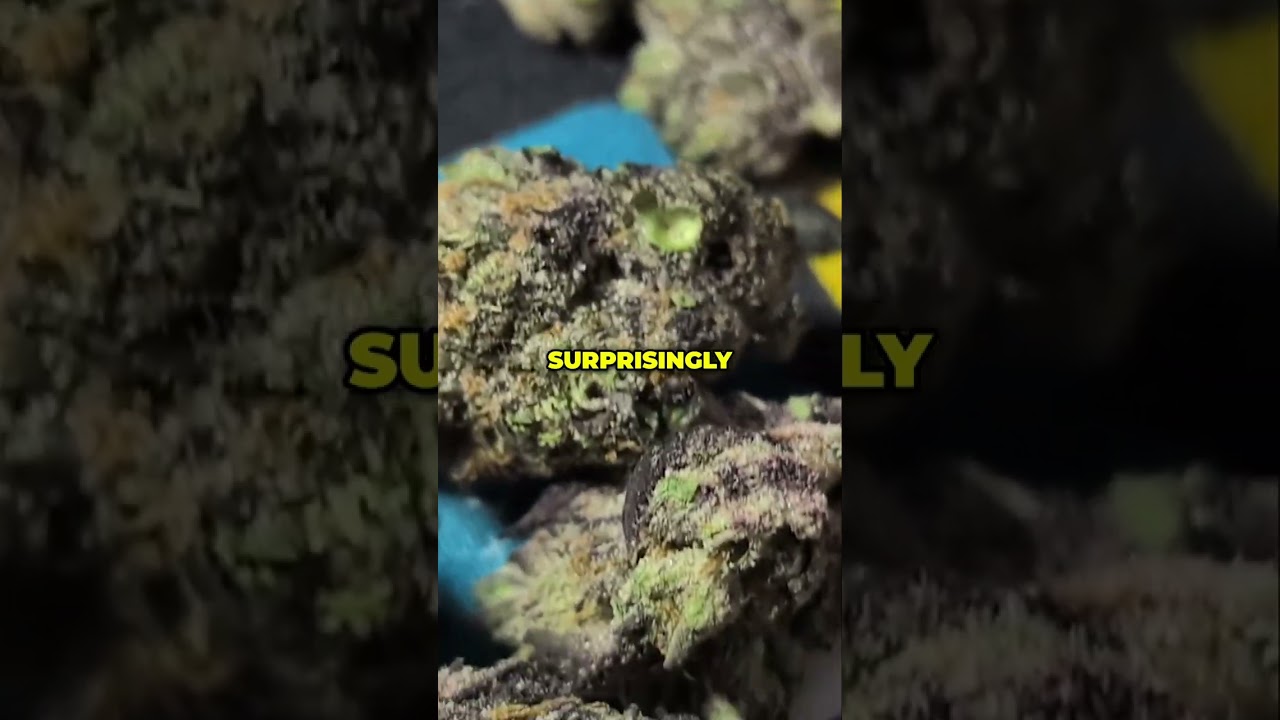 Hashburger Strain: The Weed That Tastes Like Burgers & Smokes Smooth!