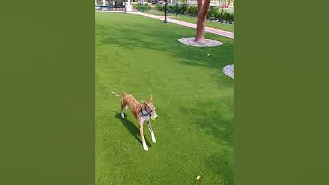 Whippet fetching ball