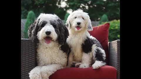 Custom paint by numbers timelapse - Canvas by Numbers