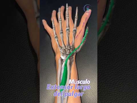 Anatomía del músculo