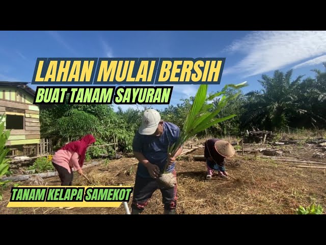 Tanam kelapa samekot dan lanjut bersihkan kebun buat tanam sayuran class=