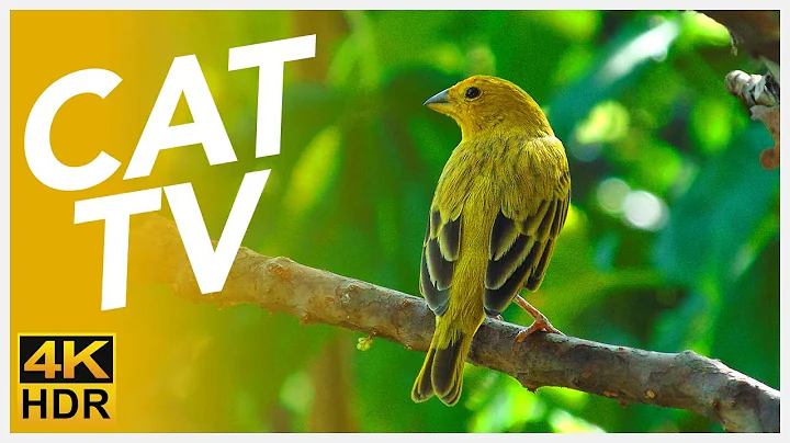 Watch the video about Cat TV - Exotic Birds and Wildlife - Cute Forest Birds - Video for Cats to Watch 📺