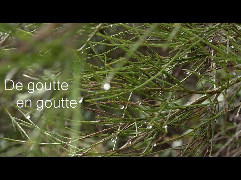 De goutte en goutte - Vers une résilience écologique du bassin-versant de la Glueyre en Ardèche