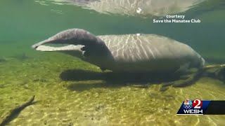 FWC asks lawmakers for $7M in efforts to save Florida's beloved manatees