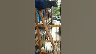 rambatan paruh merah paud || rambatan paruh merah exs loloh