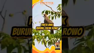 Fakta Unik Burung Cucak Rowo  burung kicauindie kicaumania