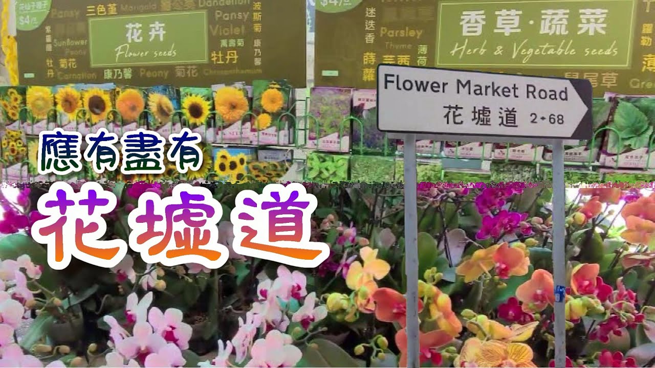 輕輕鬆鬆 仲夏遊蹤 花墟道 花卉 植物 盆栽 園藝工具 Flower Market Road Flowers Plants Gardening Tools Youtube 輕輕鬆鬆 仲夏遊蹤 花墟道 花卉 植物 盆栽 園藝工具 Flower Market Road Flowers Plants Gardening Tools Youtube
