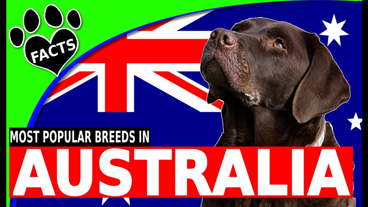 TopTenz: Top 10 Most Popular Dog Breeds in Australia 2017 - Animal Facts