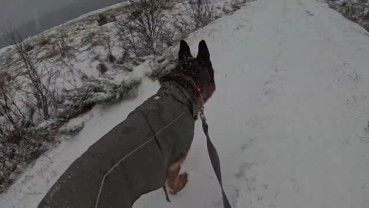 German shepherd on walk. Eros på tur.29.12.2025. welcome to winter land. it's snowing today