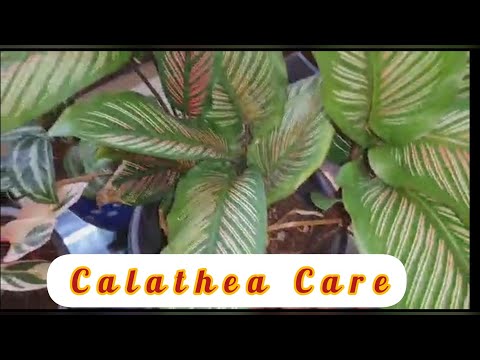 ვიდეო: Calathea Lansifolia (22 ფოტო): სახლის მოვლა. როგორ სწორად მოვუაროთ მას ყვავილობის პერიოდში?