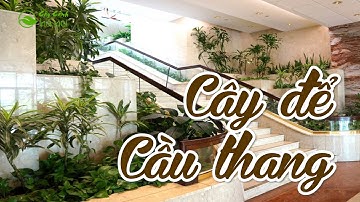 8 Loại cây cảnh để cầu thang trong nhà hợp phong thuỷ
