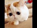 Веселые котики экзотики: подборка видео приколов со смешными кошками