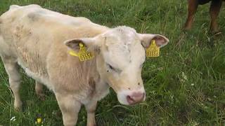 Inra 95 cross heifer