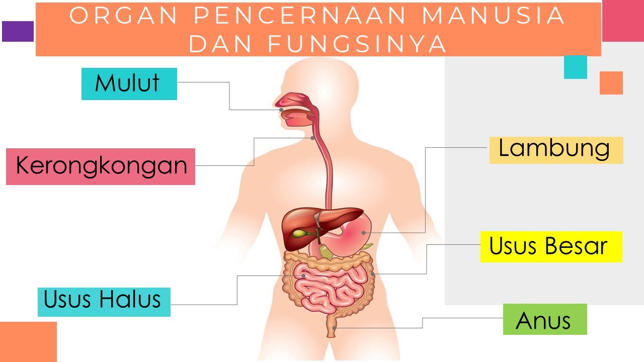 Organ Pencernaan Manusia Dan Fungsinya Youtube