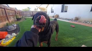 Deliriously Unwinding: Macho the Rottweiler by Macho the Rottweiler 492 views 1 year ago 6 minutes, 33 seconds