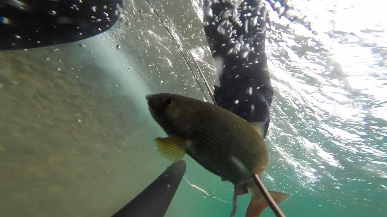 Другой мир, другая жизнь. Подводная охота в сибири. spearfishing.