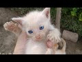 Hungry kittens crying alot because their mother cat avoiding feeding milk to them