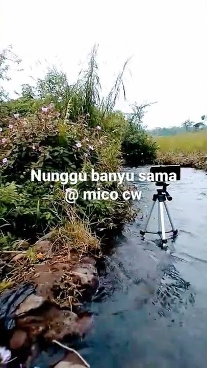 Nunggu banyu sama@mico cw