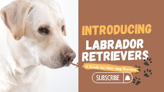 Labrador Retrievers: The Friendly Family Dogs