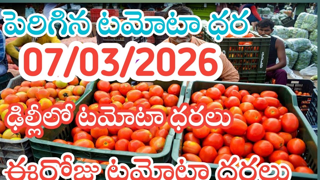 ఢిల్లీ మార్కెట్ ఈరోజు 🍅టమోటా🍅 ధరలు🍅 /07/03/26/Today Tomato market Delhi price in rate #tomato 